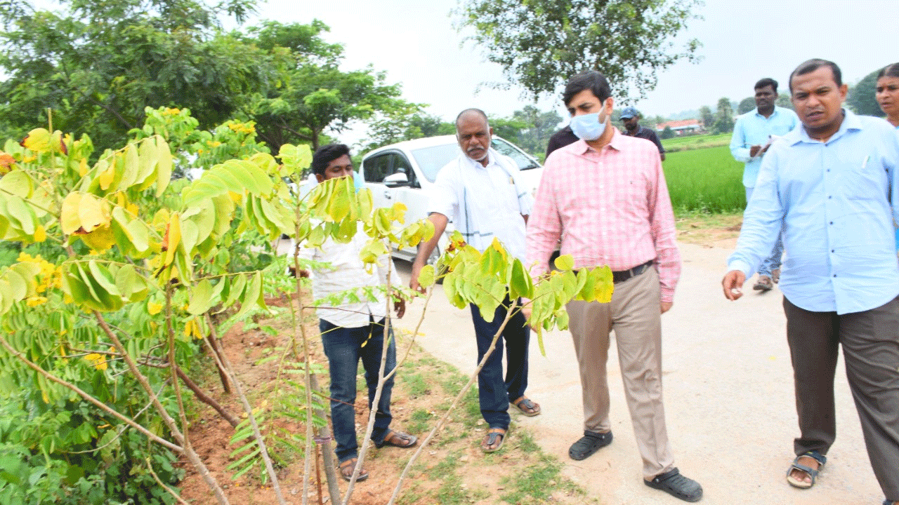 నాటిన ప్రతి మొక్కను సంరక్షించాలి : కలెక్టర్ అనురాగ్ జయంతి