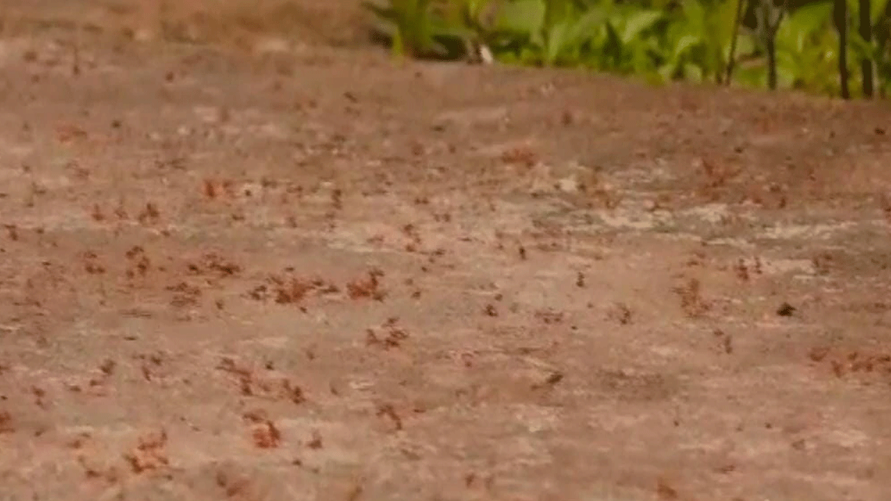 Poisonous fire ants | వామ్మో.. విష‌పూరిత అగ్ని చీమ‌లు.. ఆ ఊరు మొత్తం ప‌రేషాన్‌..!