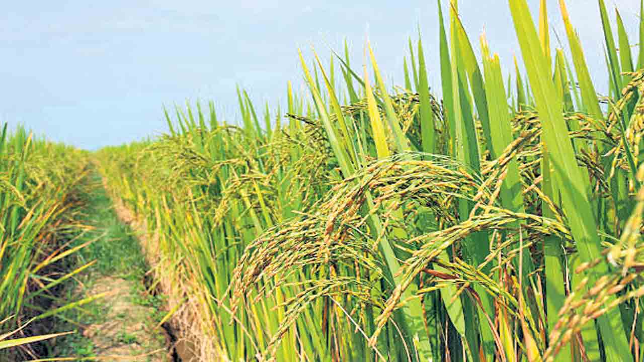 అధికోత్పత్తితోనే ఆహార భద్రత!