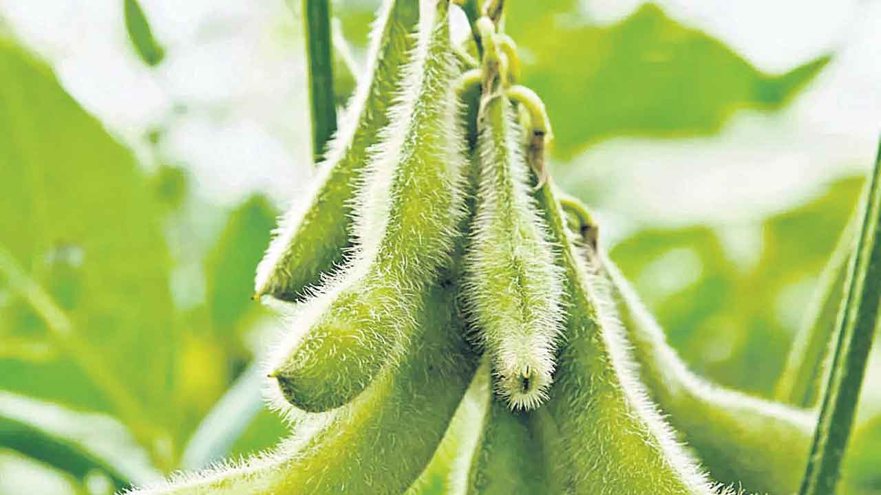 కరువును తట్టుకునే ‘సోయాబీన్‌’