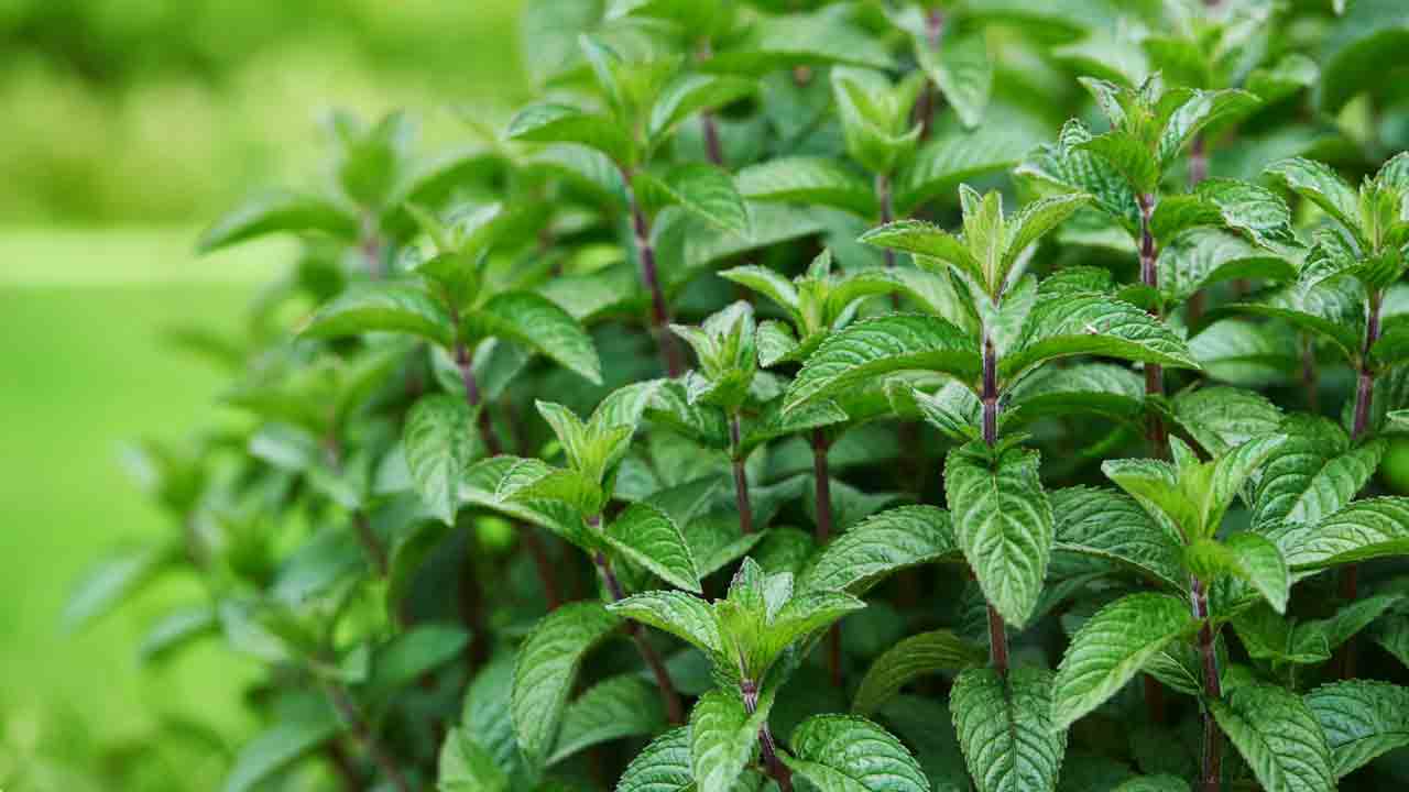 పుదీనాతో పుట్టెడు లాభాలు