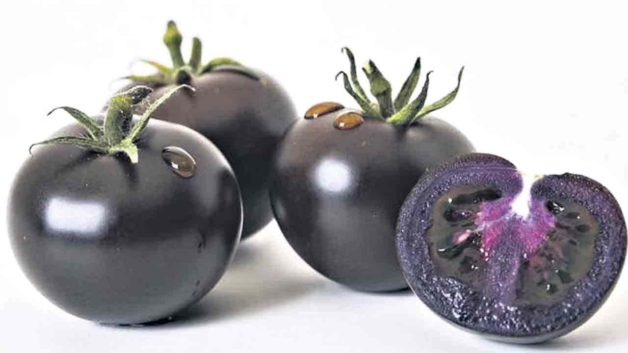 ఊదా టమాటాకు అమెరికా ఆమోదం