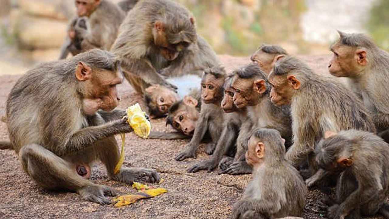 జనావాసాలపై వానర దండు