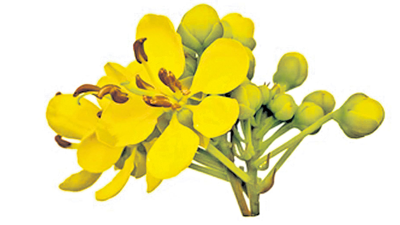 బతుకు జవాబుపత్రం