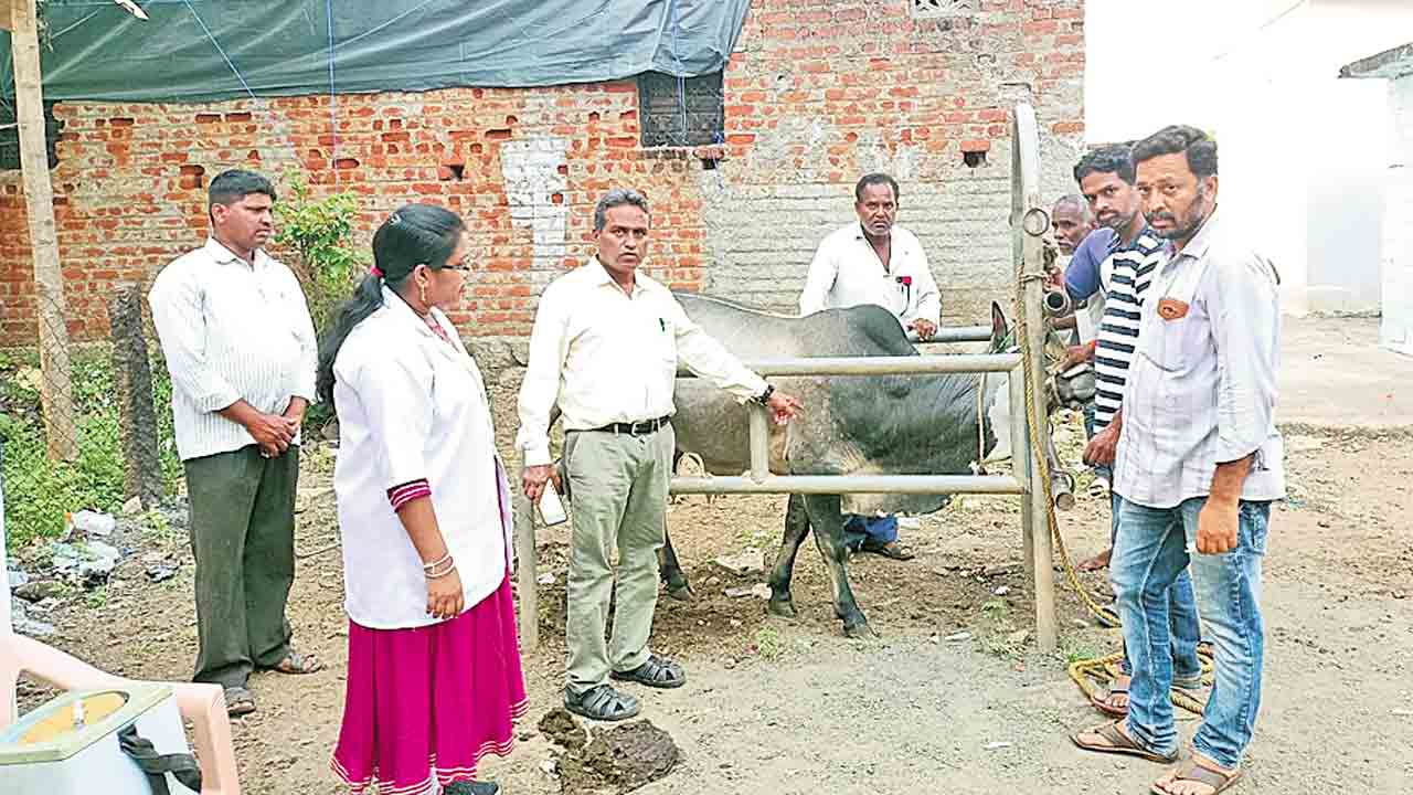 పశువులకు లంపీస్కిన్‌ వైరస్‌