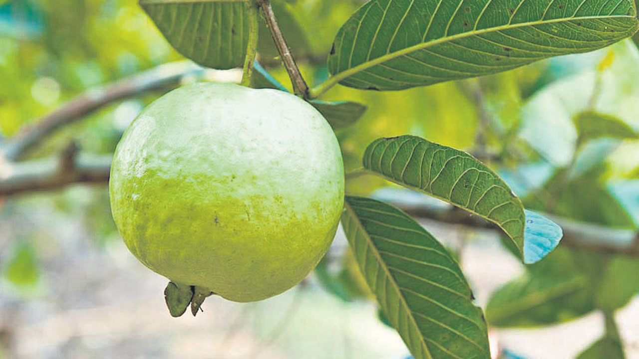 వానర వనం.. అందివచ్చిన ఫలం