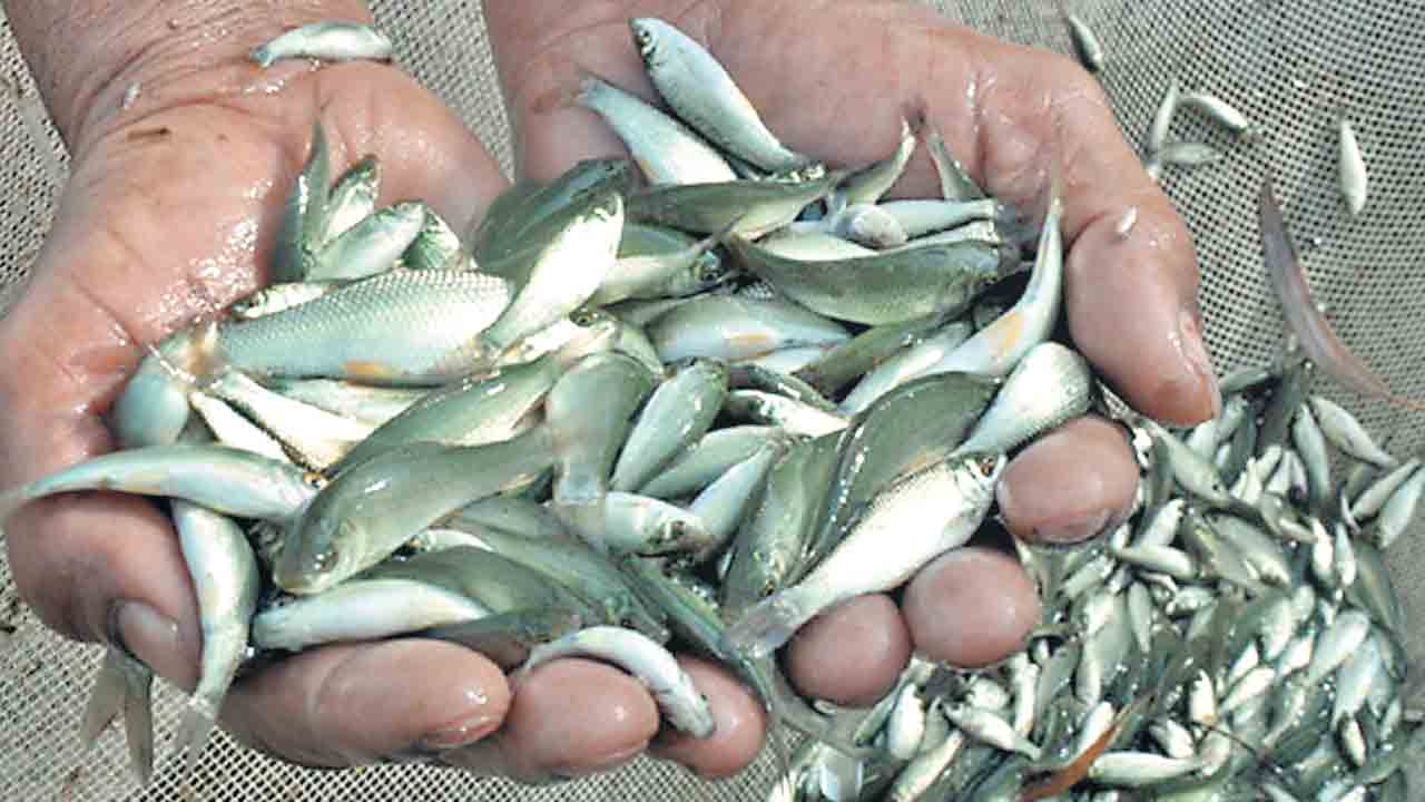 కోటీ 60 లక్షల చేప పిల్లల పంపిణే లక్ష్యం