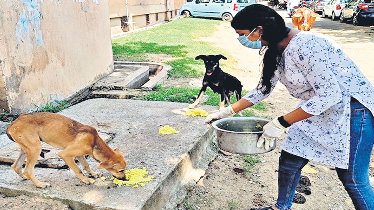 వీధి కుక్కలకు ఇంట్లో తిండిపెట్టుకోండి