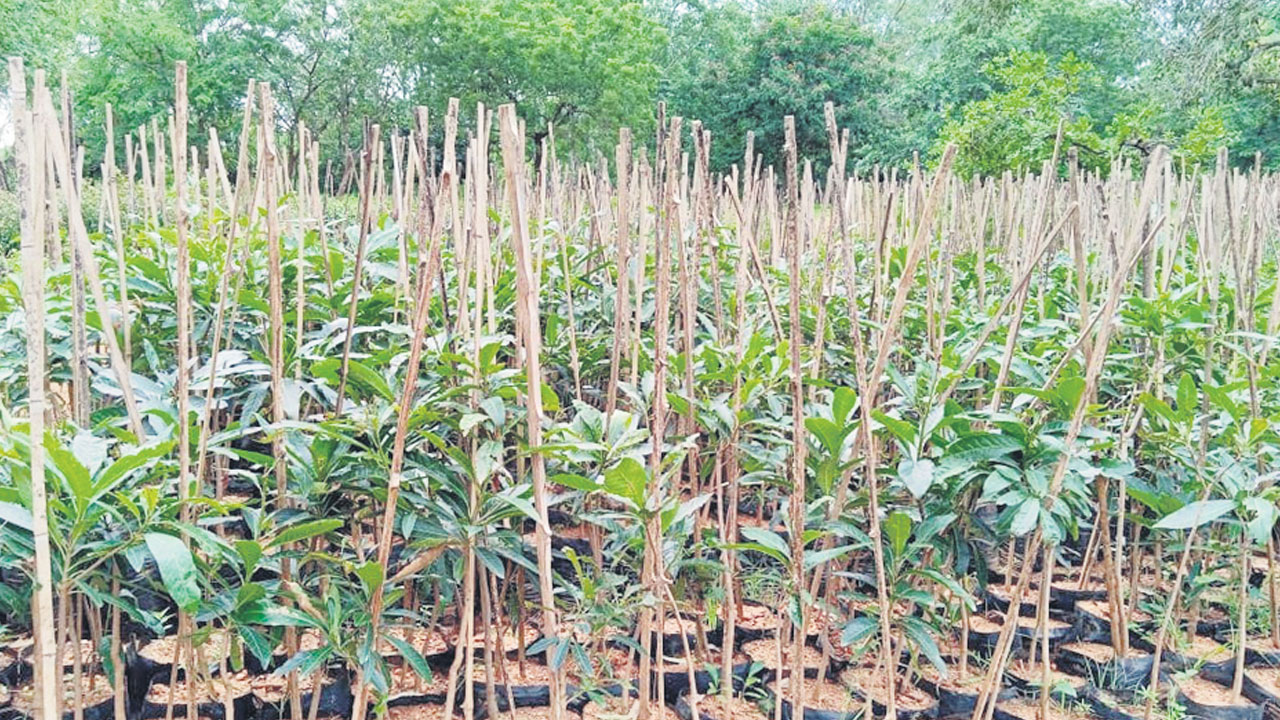 సాగరతీరాన.. హైటెక్‌ నర్సరీ