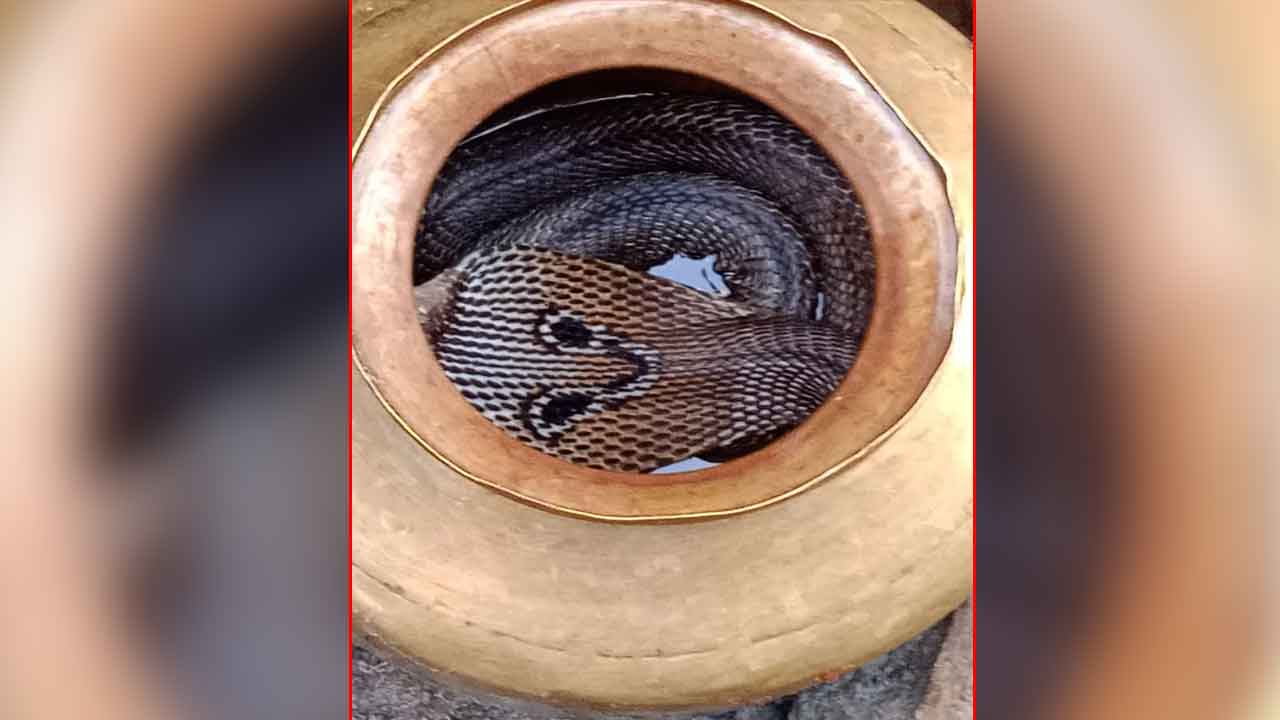 నాగుపాము కలకలం. ..తెల్లార్లు నిద్రలేకుండా గడిపిన కుటుంబ సభ్యులు