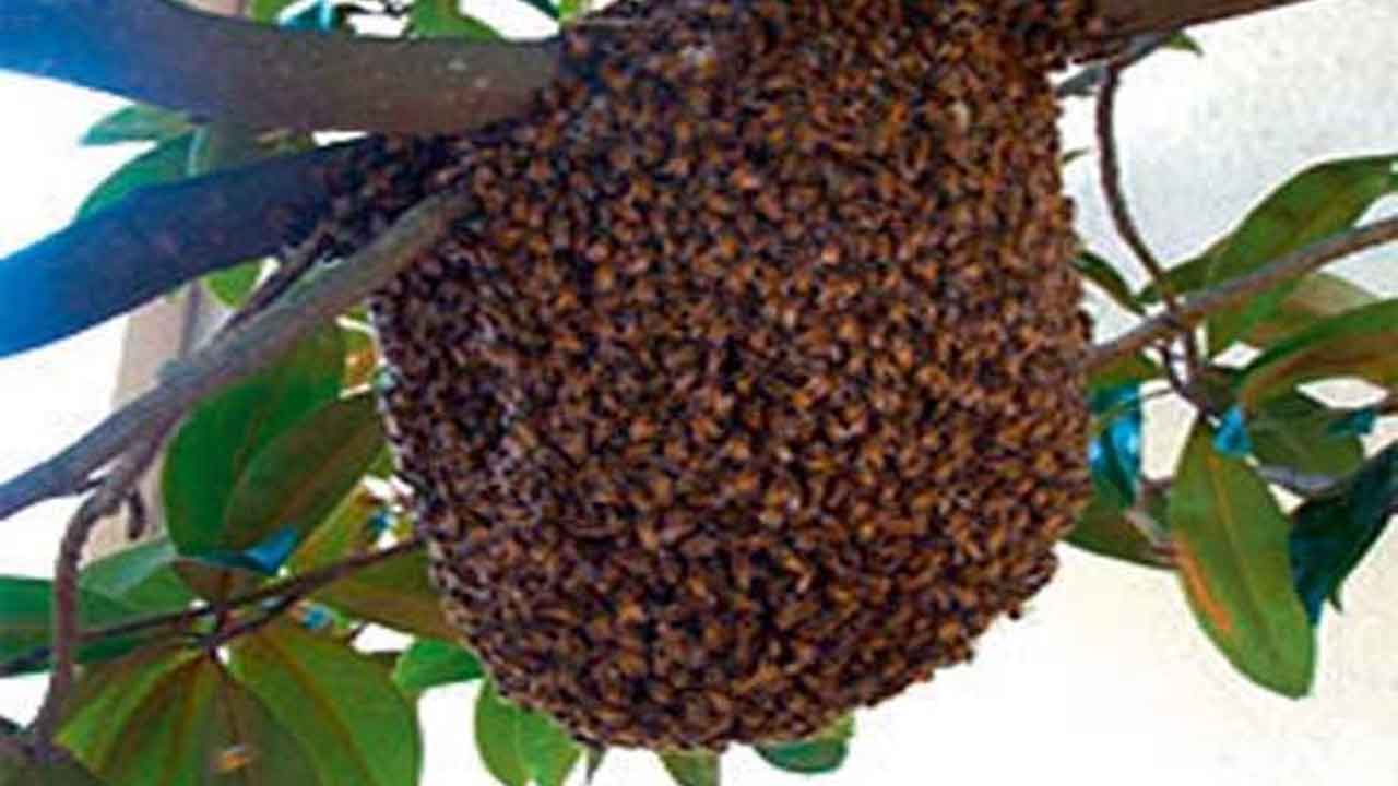 తేనెటీగల దాడిలో ఒకరు మృతి.. మరికొందరికి గాయాలు