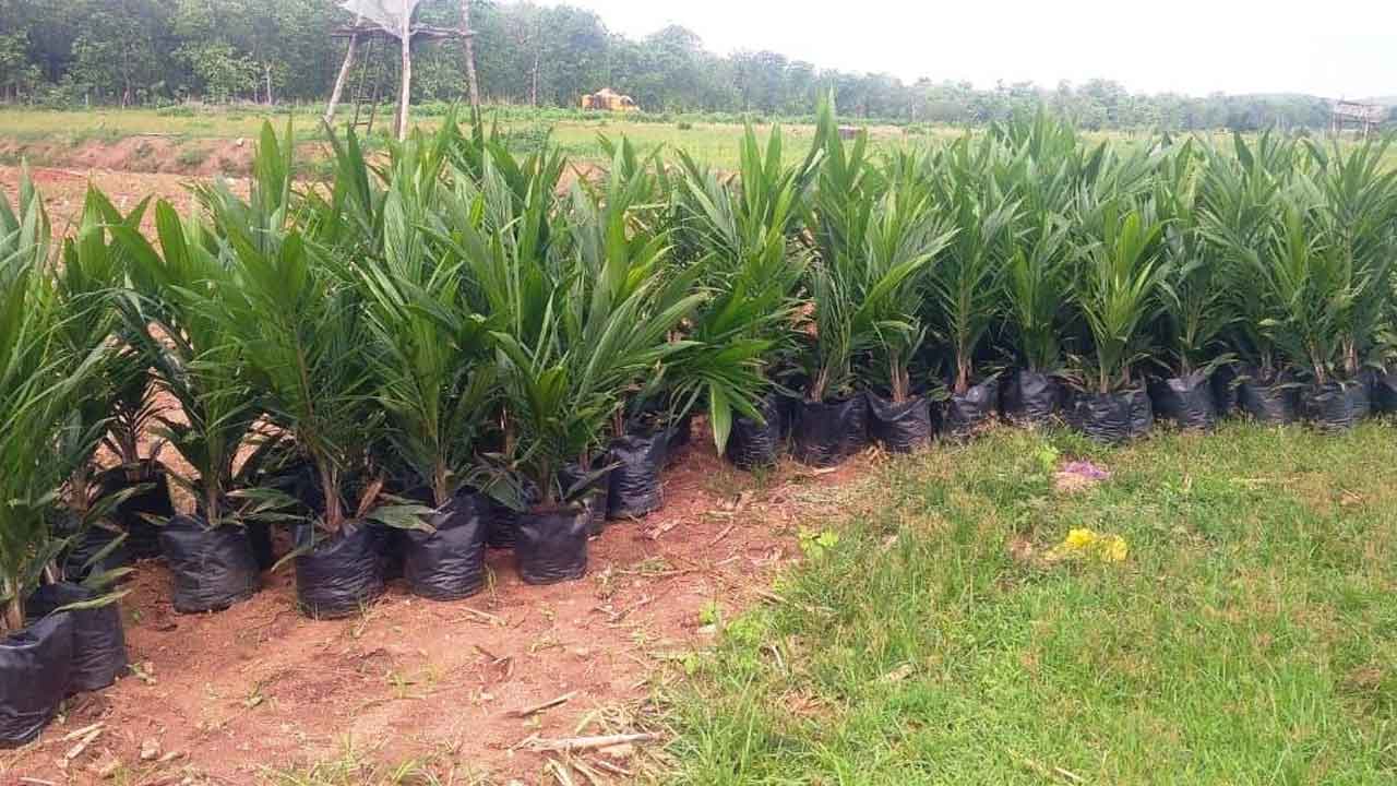 ఆయిల్‌ పామ్‌తో అధిక లాభాలు