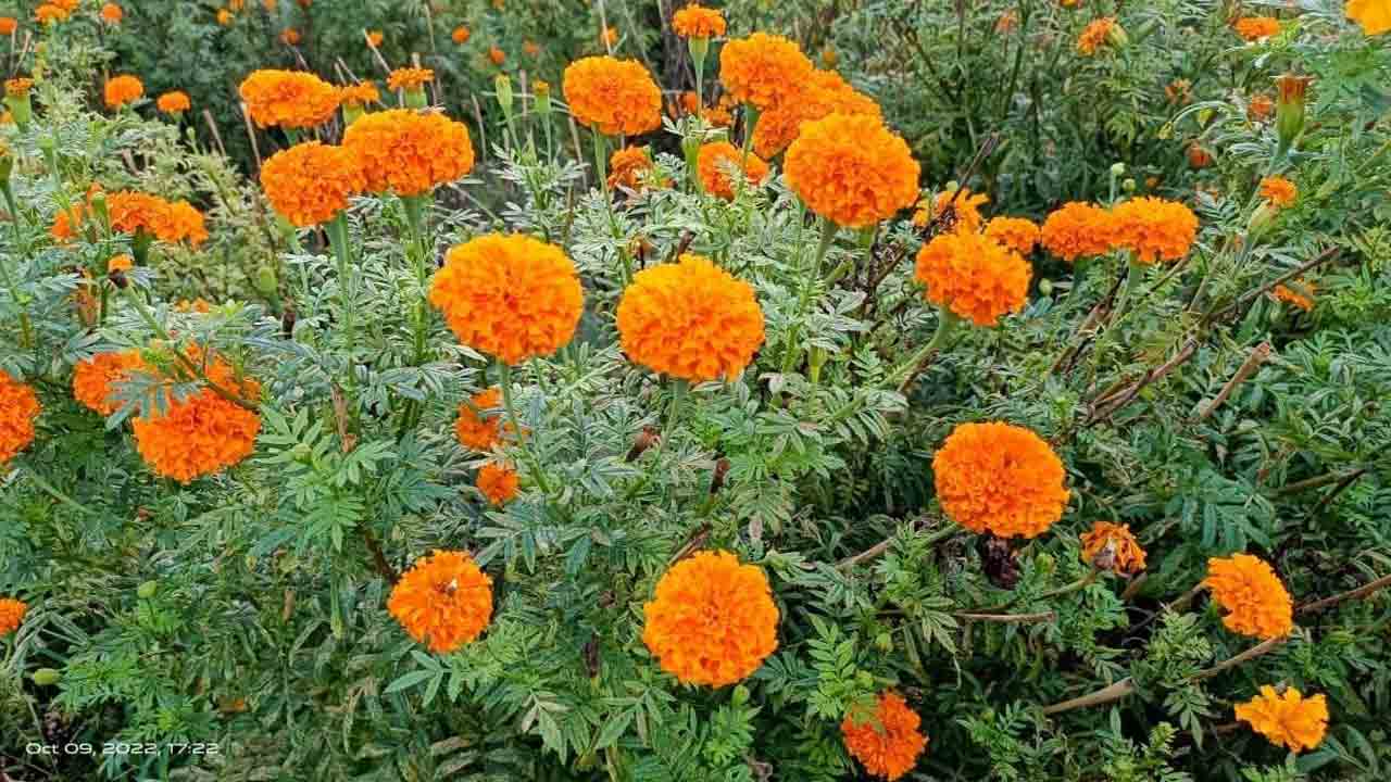 బంతి సాగు.. లాభాలు బాగు