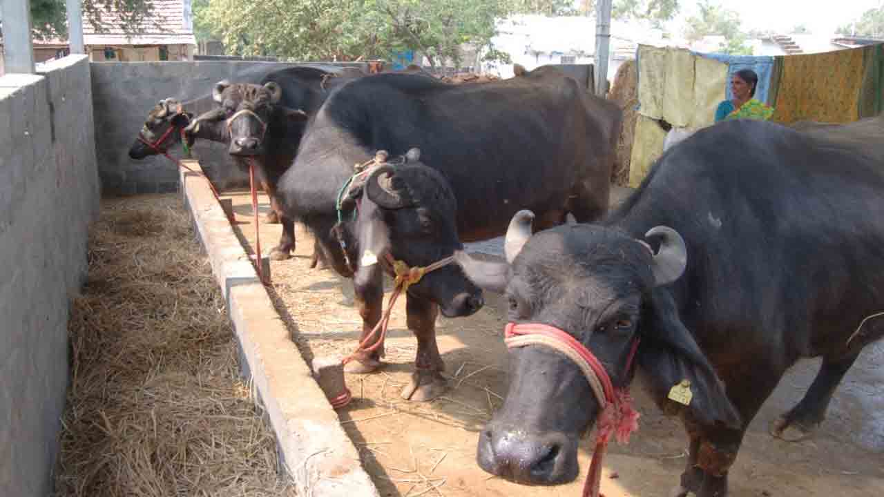 పాడి యూనిట్లు మార్చుకోవచ్చు