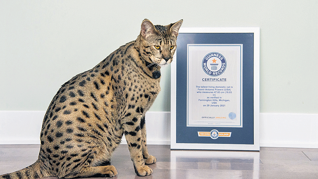 ‘గిన్నెస్‌’ పిల్లి