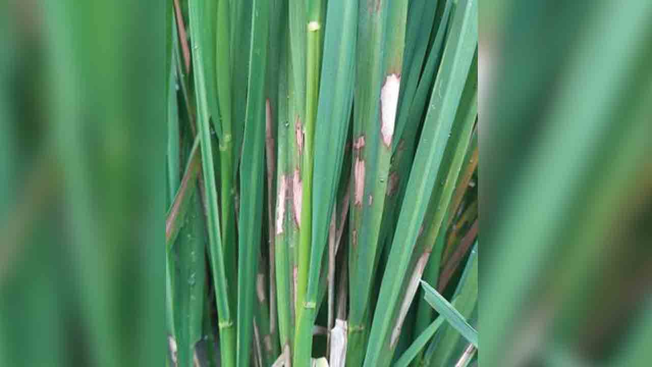 గింజ పోసుకునే దశలో వరి పంట.. తెగుళ్లతో జాగ్రత్త!