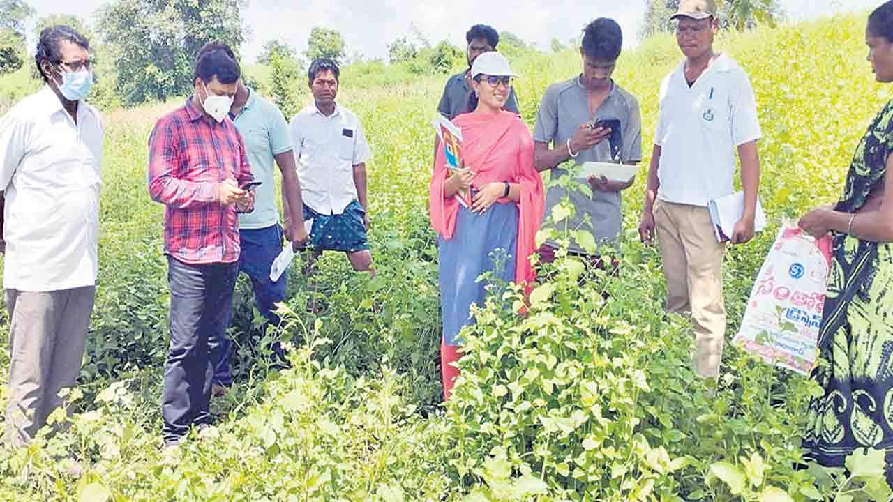 పక్కాగా పోడు సర్వే