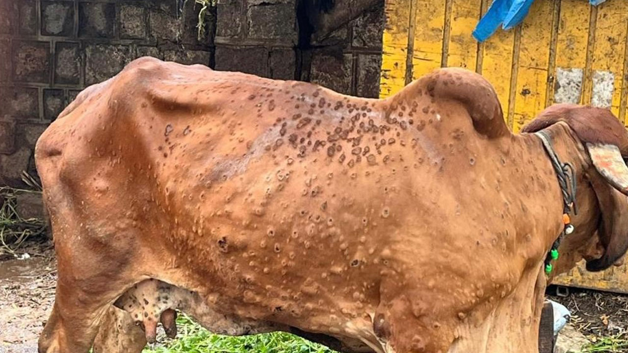 ‘లంపీస్కిన్‌’కు అడ్డుకట్ట