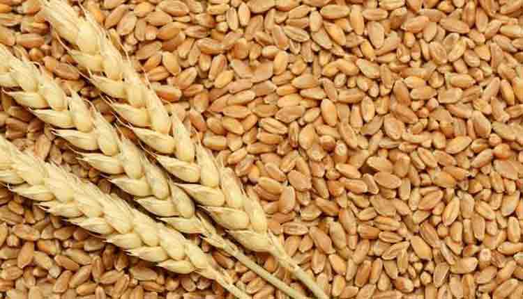 గోధుమకు ఎంఎస్పీ 110 పెంపు