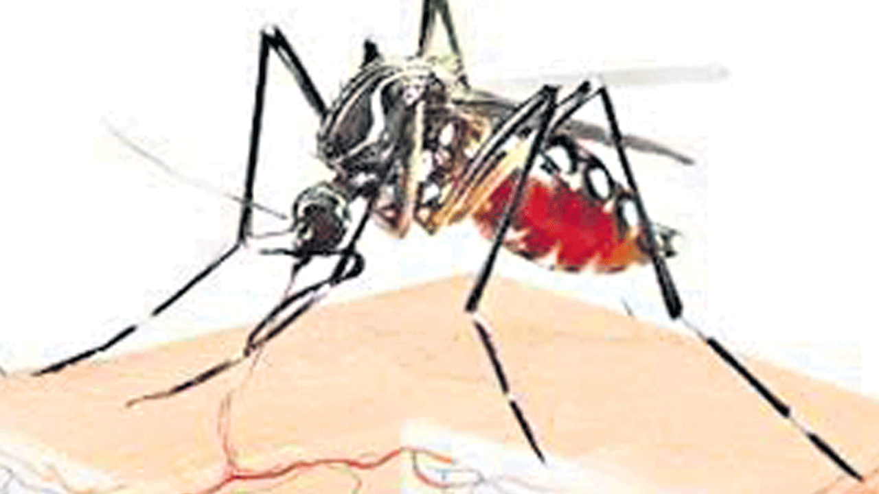 కీటకజనిత వ్యాధుల నియంత్రణలో మనమే భేష్‌