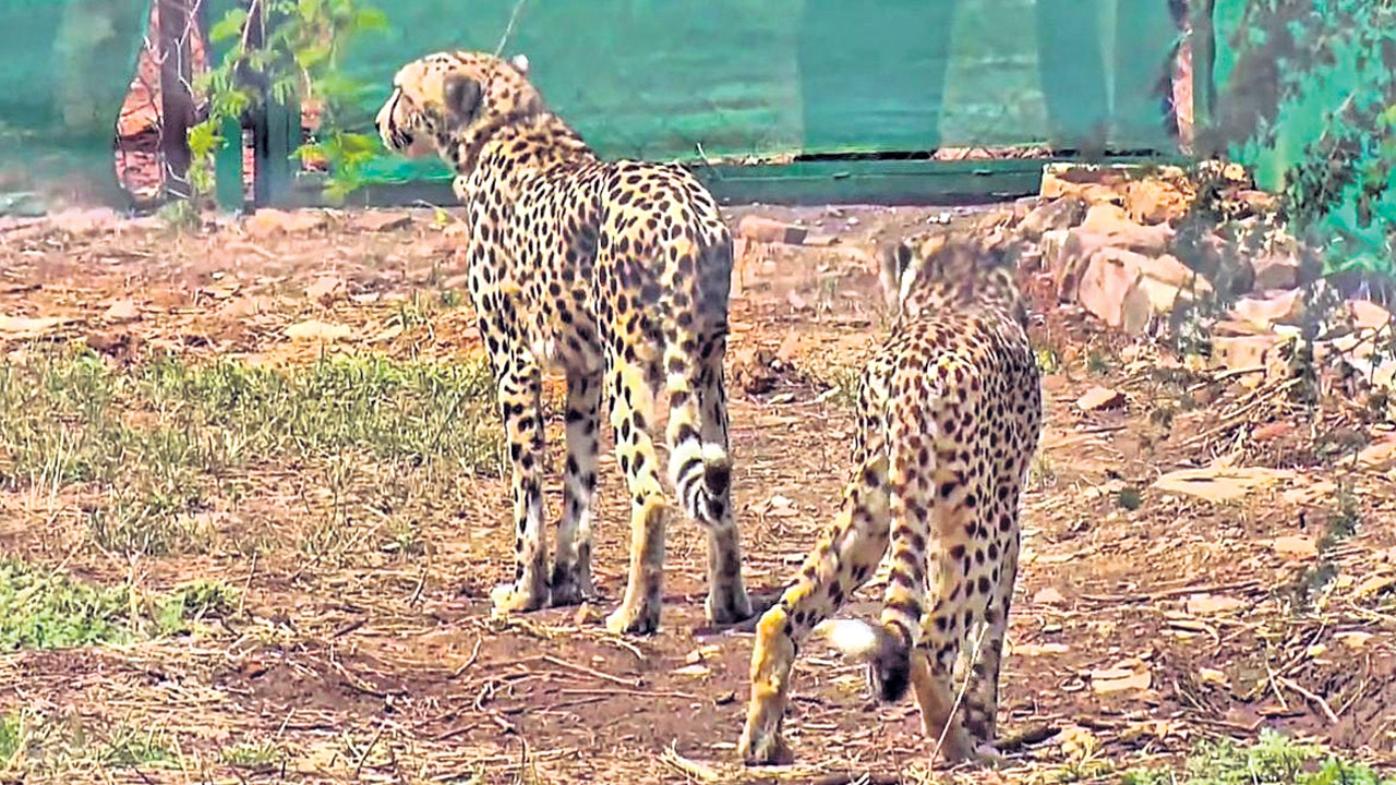 ‘కునో’లో చీతాల మనుగడ సాధ్యమేనా?