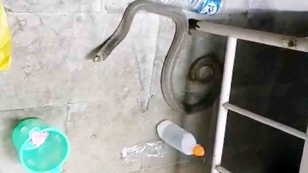 ఎంజీఎంలో మరోసారి పాము కలకలం