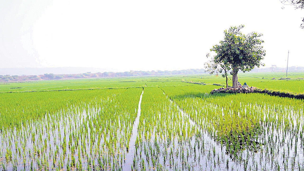 యాసంగి సాగు ప్రణాళిక రెడీ