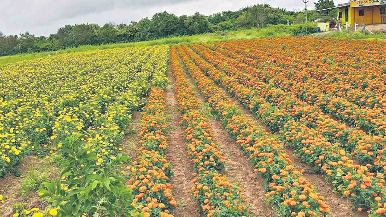 లాభాల పూదోట