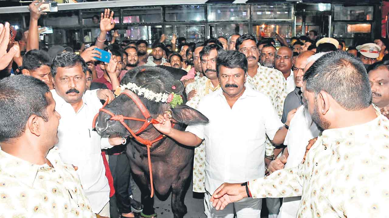 సదర్‌..అదుర్స్‌