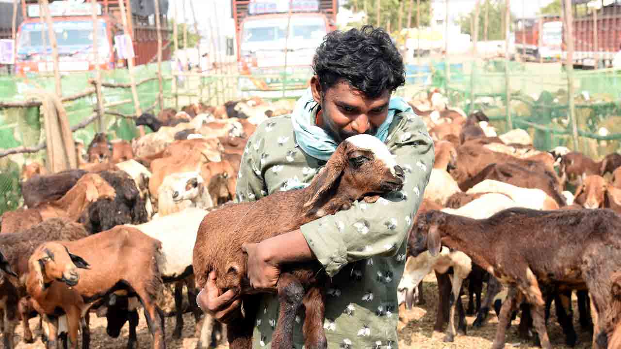ఎలమందహాసం.. దేశంలో తొలిసారిగా సబ్సిడీ గొర్రెల పథకం అమలు