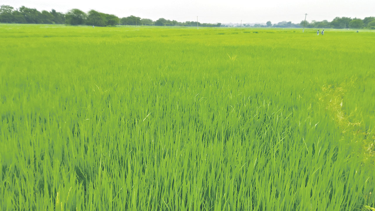 పరుచుకున్న పచ్చదనం.. మురిసిన పుడమి..