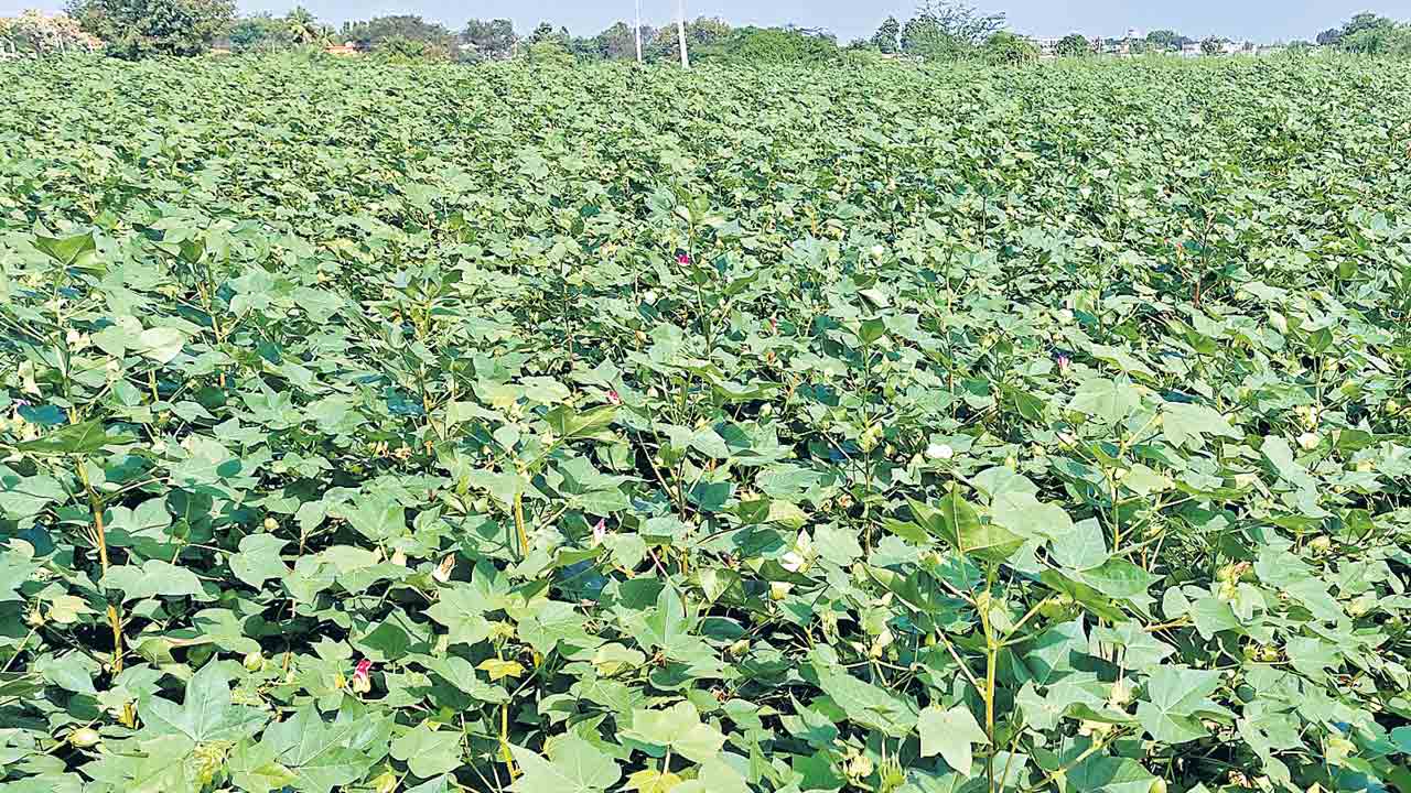 రంగారెడ్డి జిల్లాలో 1,35,193 ఎకరాల్లో పత్తి  సాగు