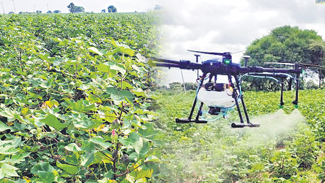 పత్తి సాగు.. మద్దతు బహు బాగు