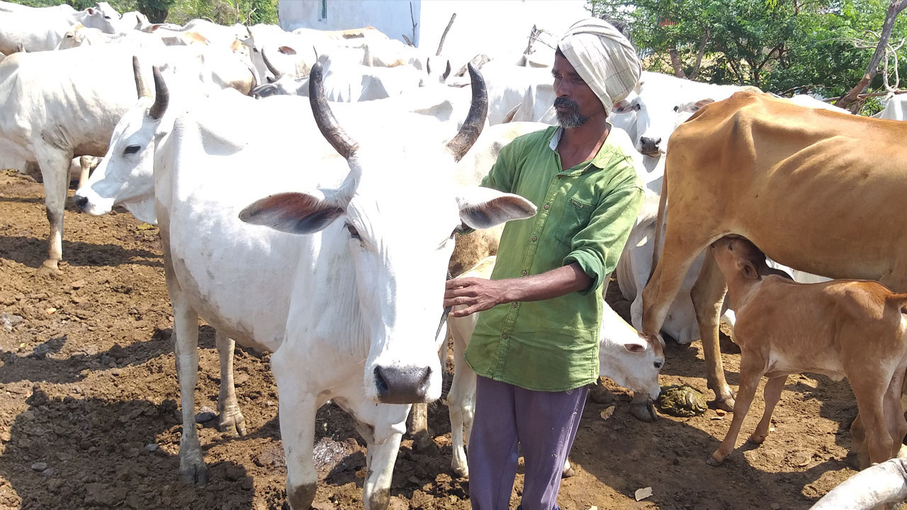 గోవుల గోపన్నలు