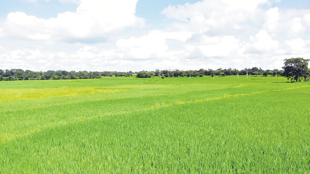 యాసంగి సాగు 147502 ఎకరాలు