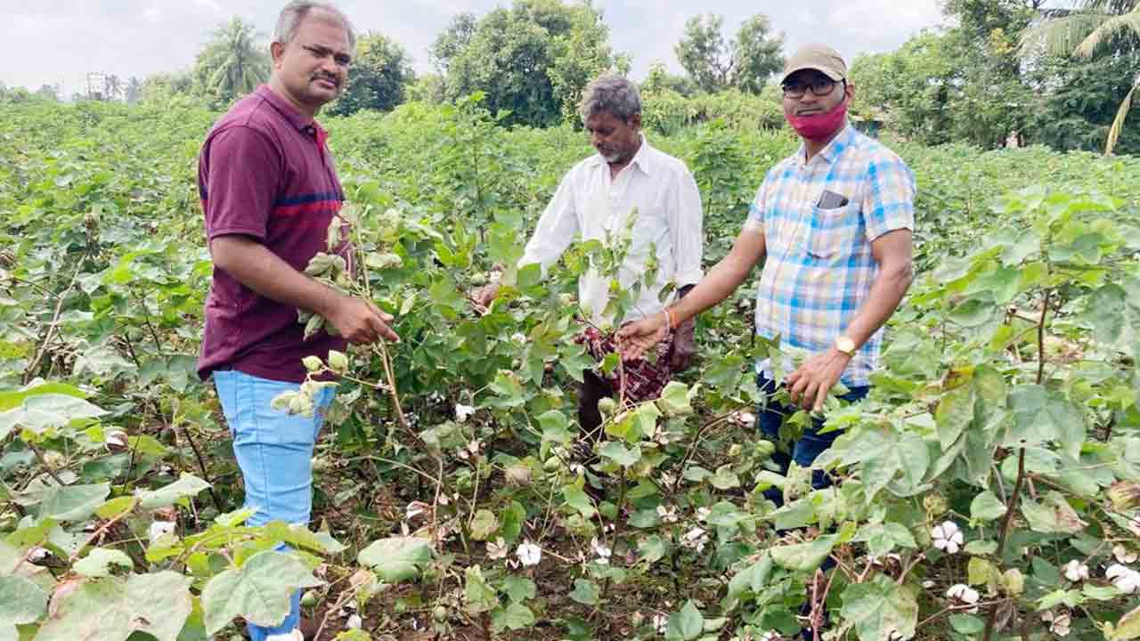 సస్యరక్షణ చర్యలతోనే అధిక దిగుబడి