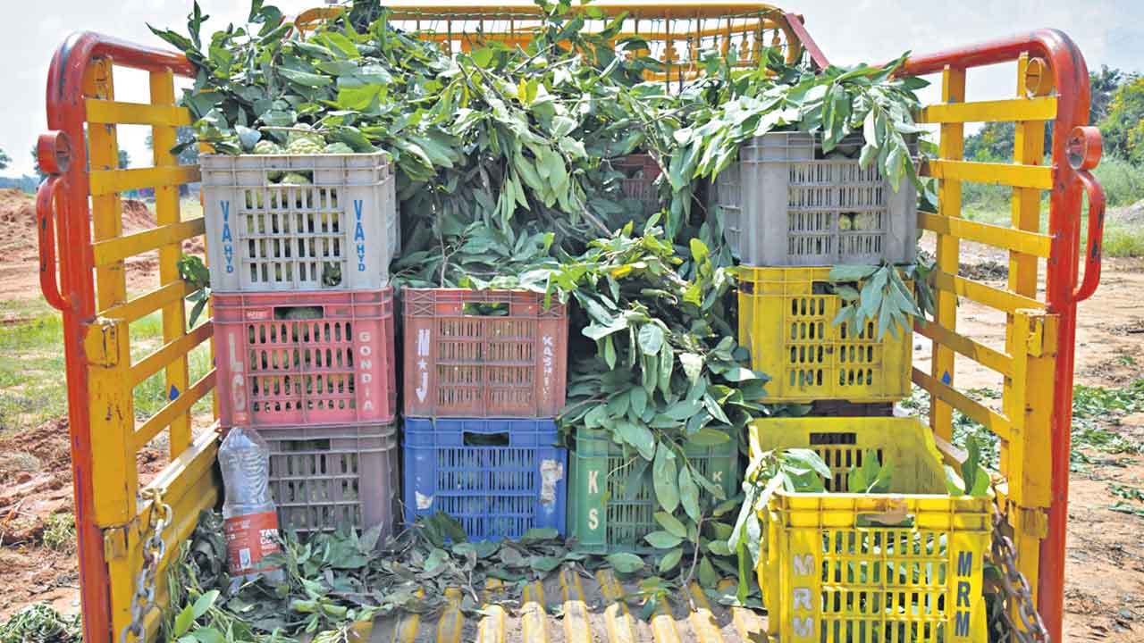 గౌరారం కాలువ గడ్డ .. సీతాఫలాల అడ్డా