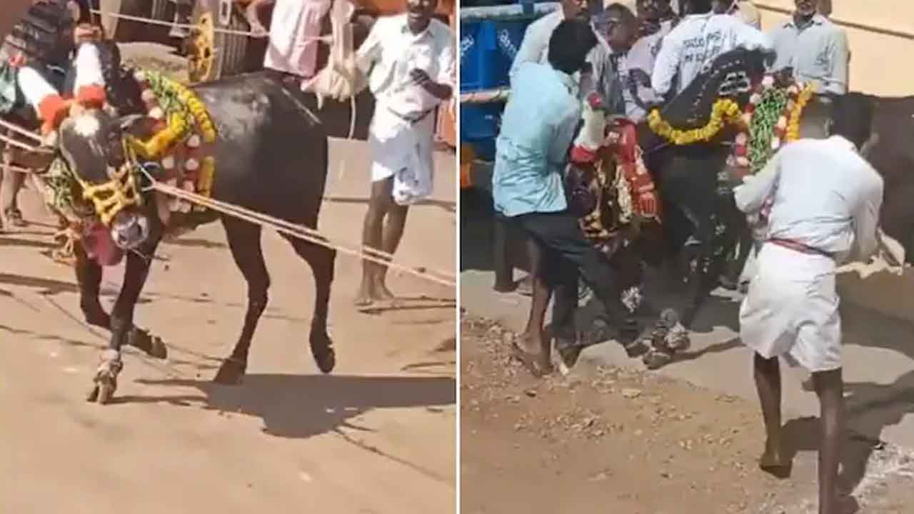Bull race tragedy | శివమొగ్గ ఎడ్ల రేసులో విషాదం, ఇద్దరు దుర్మరణం