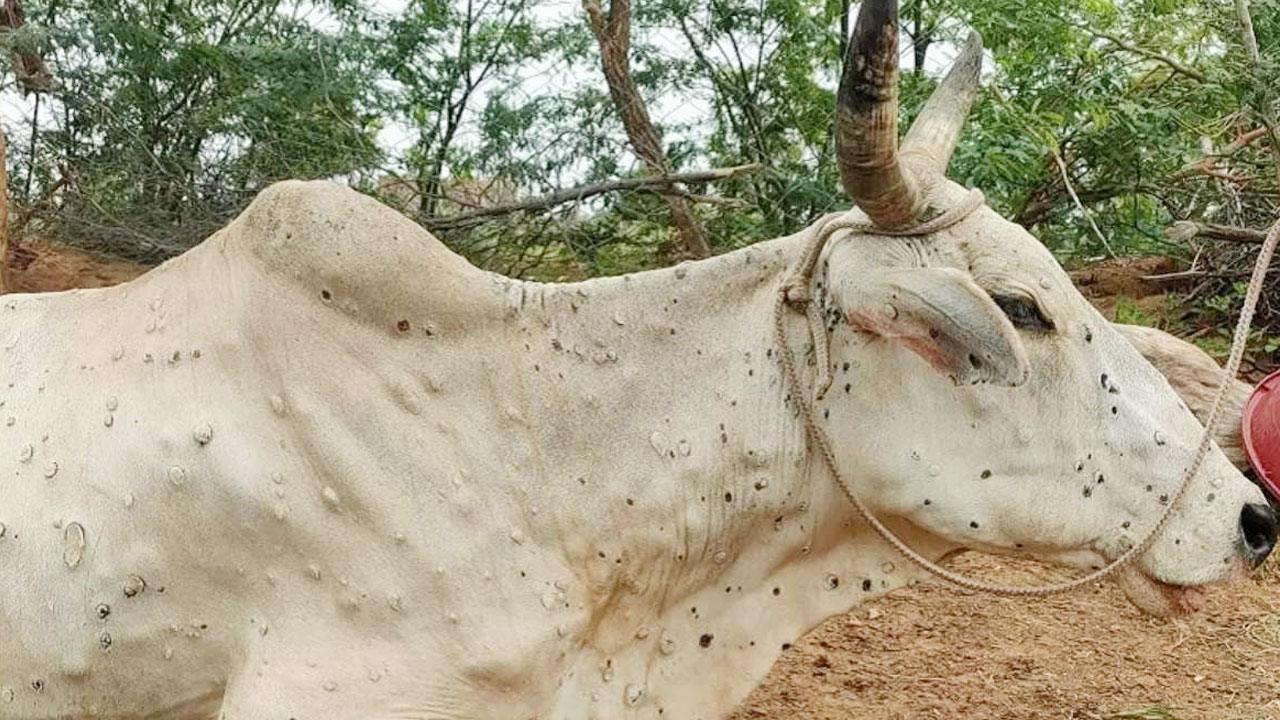 హడలెత్తిస్తున్న లంపీ వైరస్‌