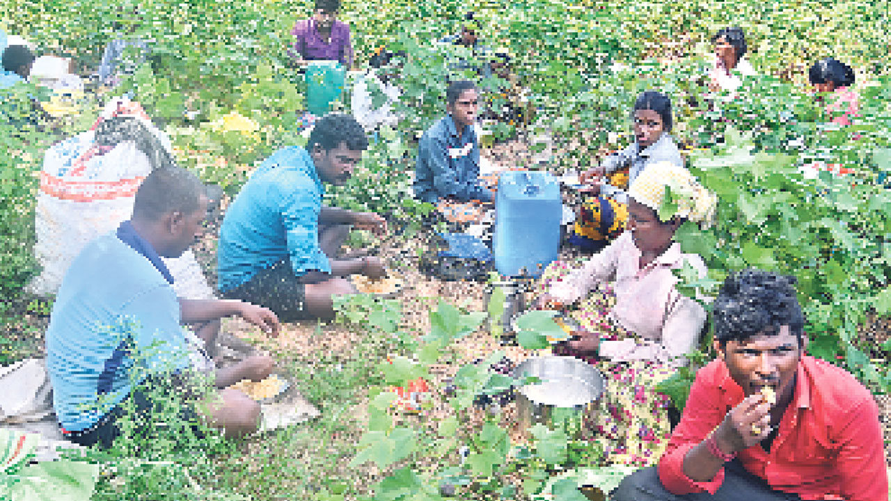 నాడు కరువు.. నేడు ఉపాధికి కల్ప తరువు