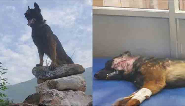 వీరోచిత సైనిక జాగిలం ‘జూమ్‌’ మృతి