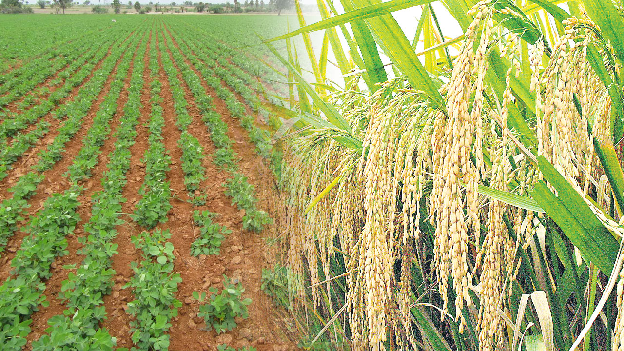నాగర్‌కర్నూల్‌ జిల్లాలో 1,64,552 ఎకరాల్లో సాగు
