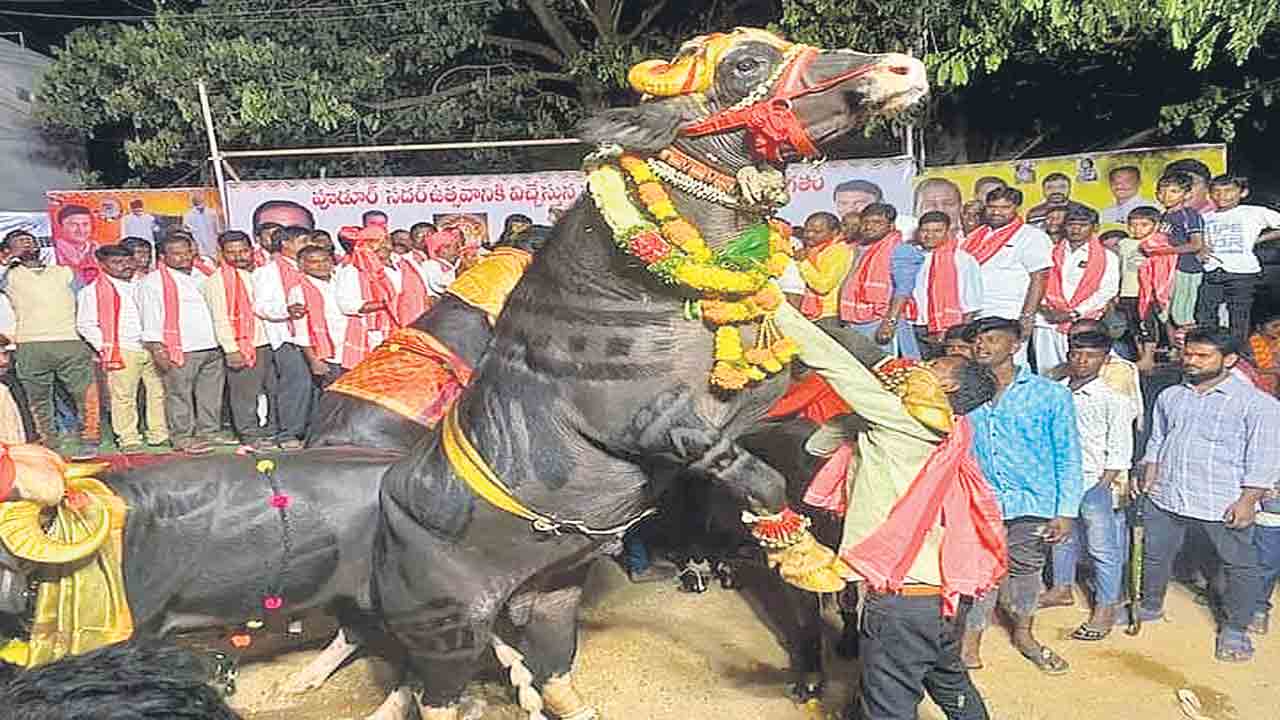 దున్నరాజుల విన్యాసాలు.. వీక్షిద్దాం రండి..