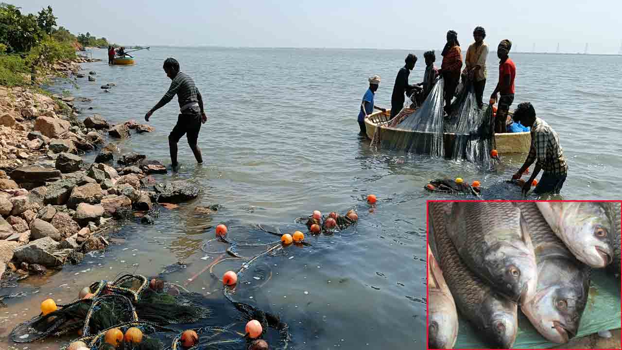 కృష్ణానదిలో ఆంధ్రా జాలర్ల అక్రమ దందా