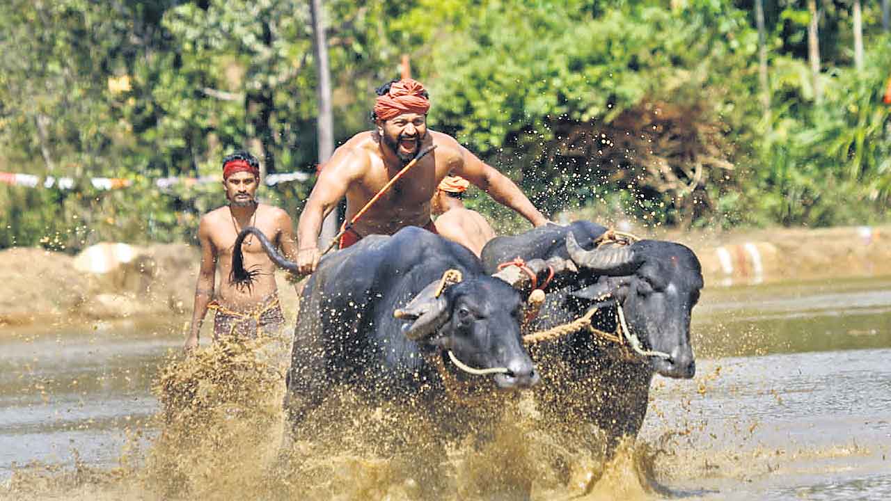 తెలుగులో వస్తున్న ‘కాంతారా’