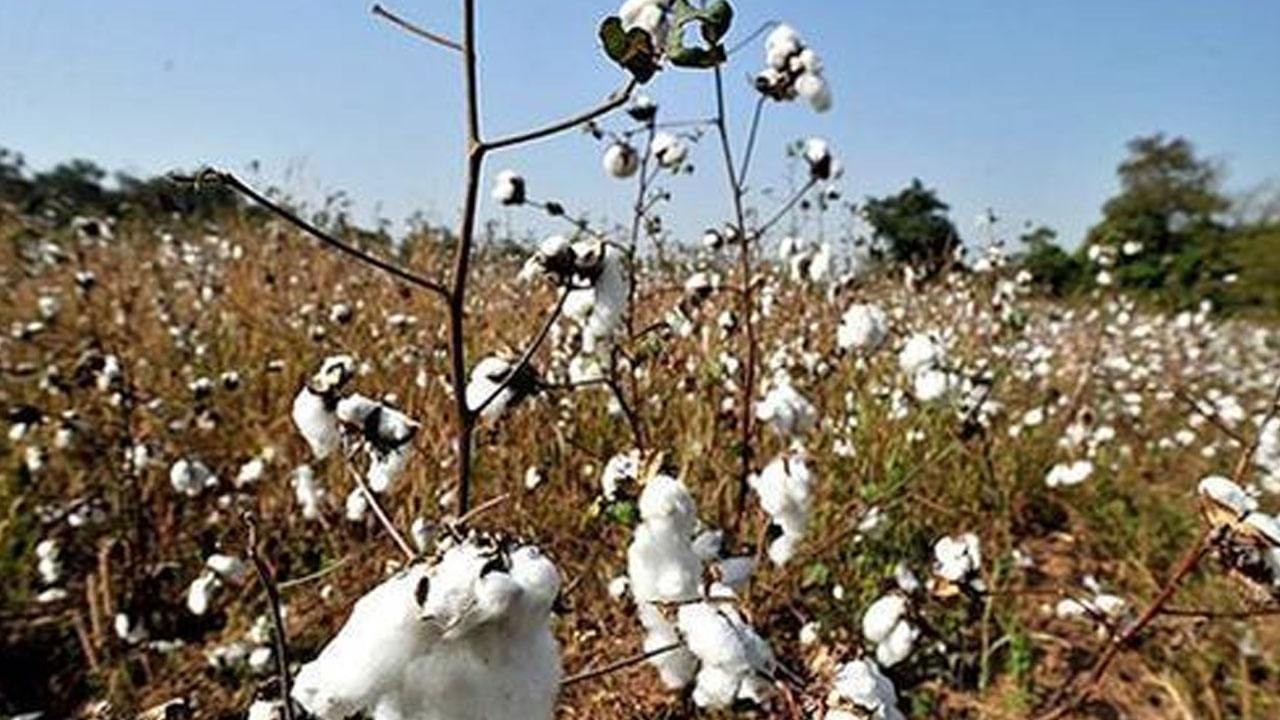 దూది పూలు బంగారం