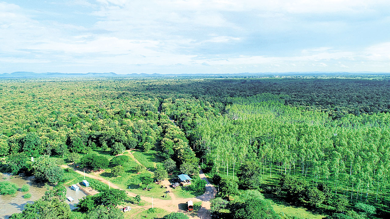 ఆకుపచ్చ తెలంగాణ సాకారం