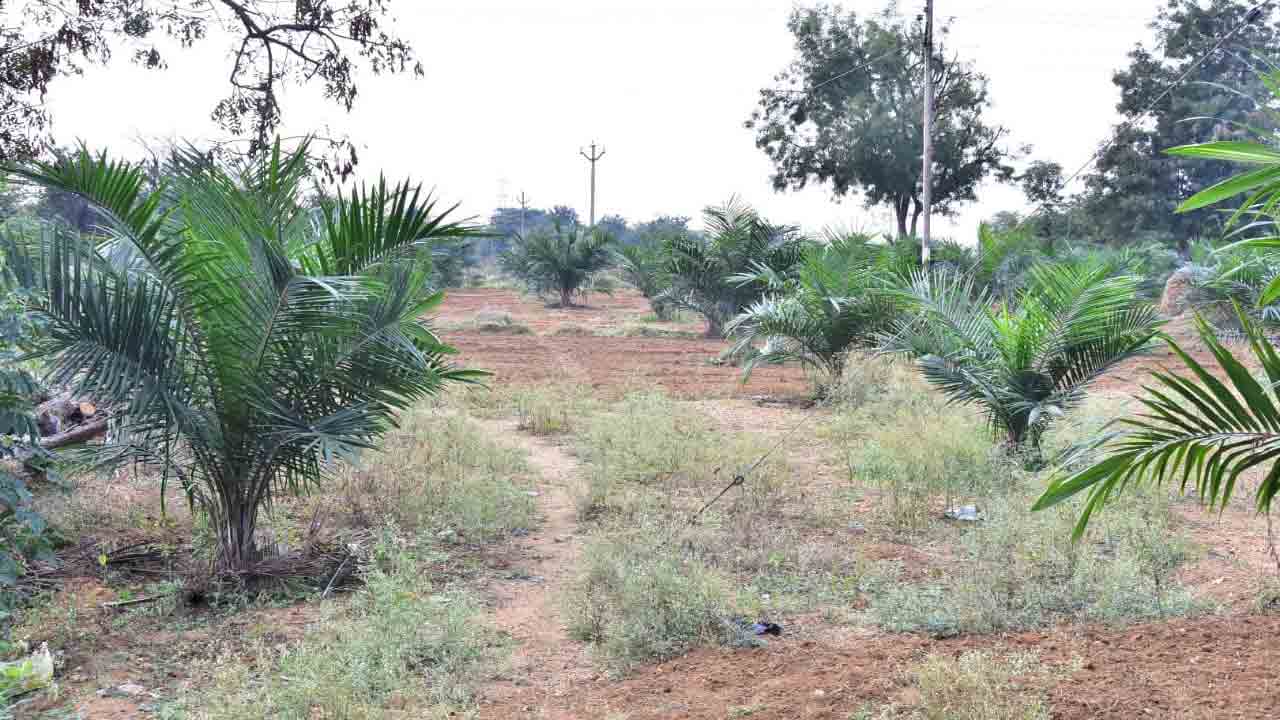 రైతులకు నికర ఆదాయం ఐదు వేల ఎకరాల్లో ఆయిల్‌ పాం!