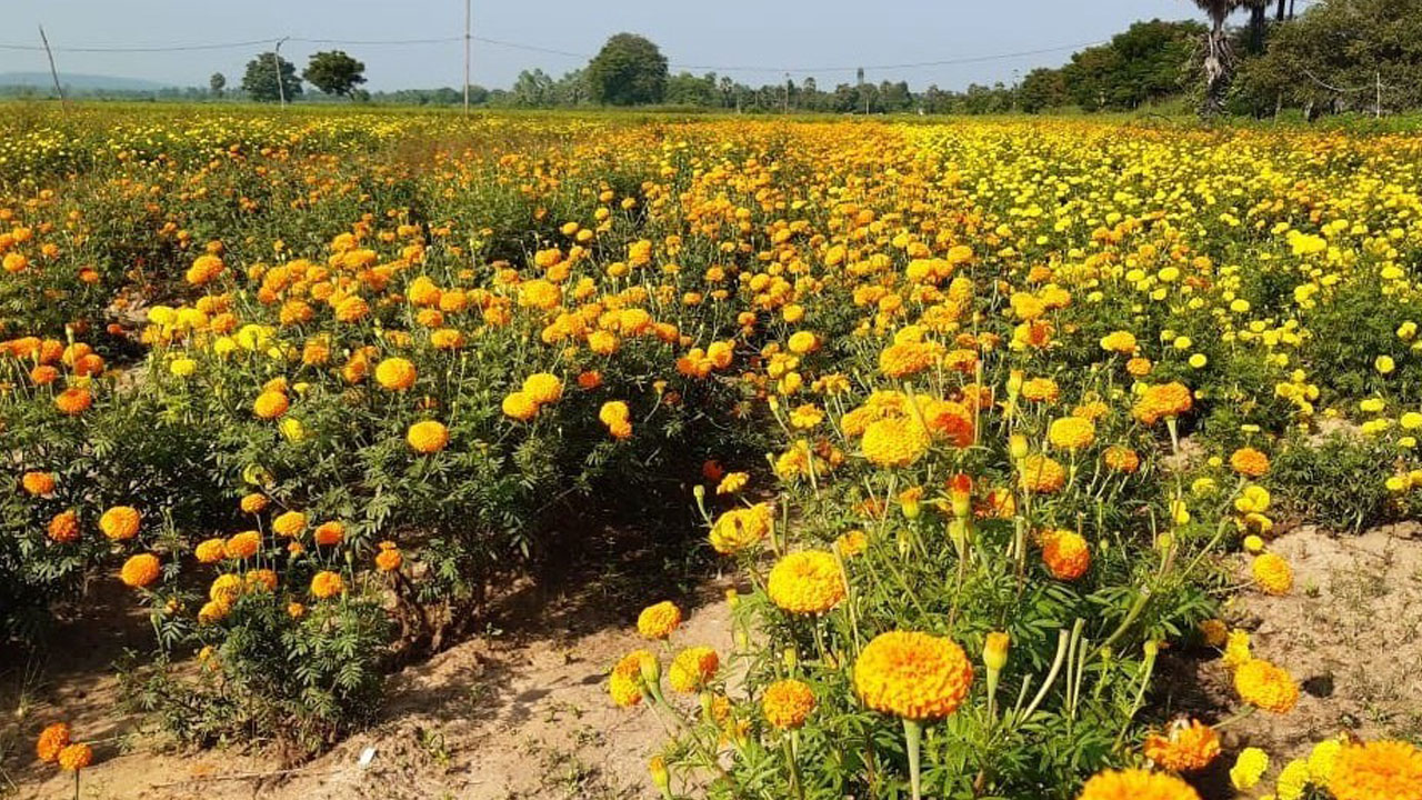 లాభాల పూబంతి