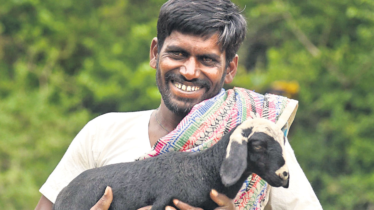 గొర్ల పంపిణీలో నగదు బదిలీ